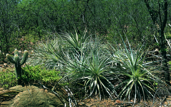 Dornige Bromeliaceen wie Encholirium spectabile und Kakteen sind ein wesentlicher Bestandteil der Bodenvegetation (nord�stlich Petrolina/Brasilien).