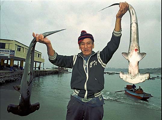 Ein peruanischer Fischer mit zwei Hammerhaien