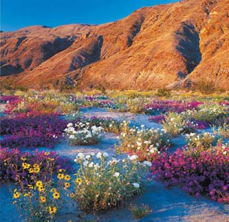 Death Valley - Blüte von Wildblumen 2015